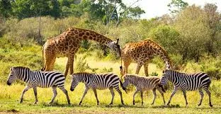 wildlife